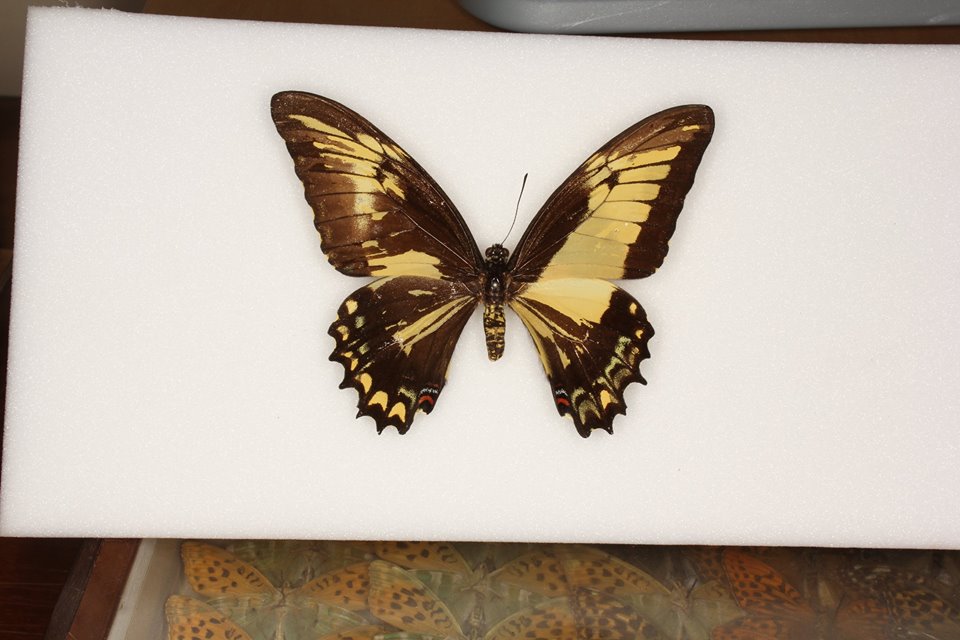 Papilio astyalus phanias (mosaic gynandromorph) (Internet Image property of respective owner, non-commercial use only)